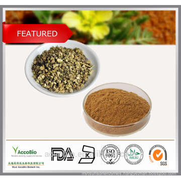 Wholesale Factory Supply 100% Natural Tribulus Terrestris Extract Powder Saponins 90% Protodioscin 40%